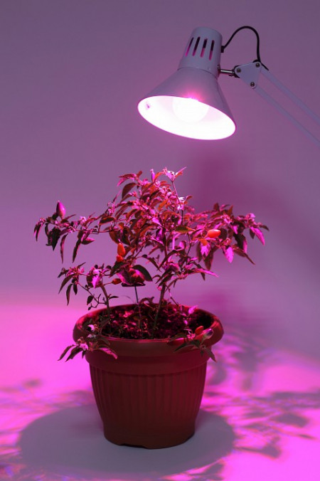 Лампа светодиодная Эра  E27 12Вт 1310K A60-12S 9W DR/B PPF1.4umol/J Filcker 10%