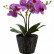Растение в горшке Globo FlowerPower 28003