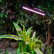 Наземный прожектор для растений Uniel ULT-P32 UL-00008905