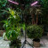 Наземный прожектор для растений Uniel ULT-P32 UL-00008905